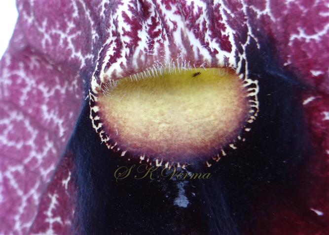  Mouth of calyx tube